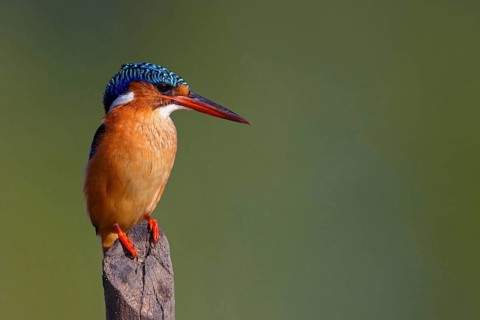 Crested Kingfisher, Corythohrnis cristatus, (Alcedo cristata), Kingfisher family, Malachite