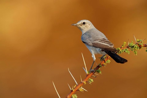 Blackstart, (Cercomela melanura), Grey Chat, Ayn Hamran, Salalah, Dhofar, Oman, Asia