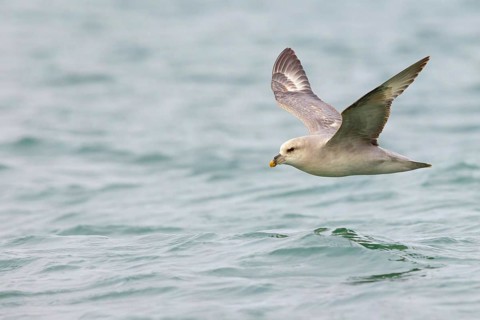 Northern fulmar (Fulmarus glacialis), Spitsbergen, Longyearbyen, Svalbard / Spitsbergen, Norway,
