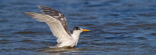 Common Tern, flight photo, (Thalasseus bergii), landing in the water, East Khawr / Khawr Ad