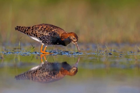 Ruff (Philomachus pugnax), male, Narew, Bialystok, Podlasie, Poland, Europe