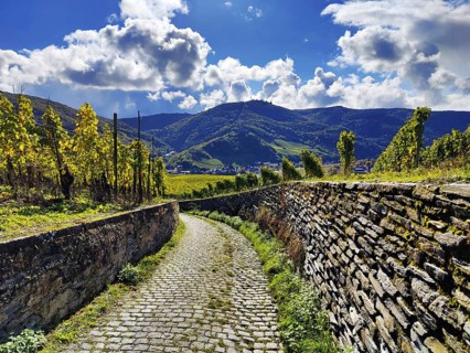 Path through a wine-growing area in Bernkastel-Kues on the Moselle in Rhineland-Palatinate,