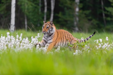 One young female Siberian Tiger, Panthera tigris altaica, running thru tall cottongrass. Early