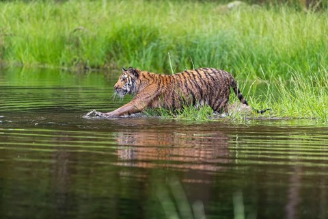 One young female Siberian Tiger, Panthera tigris altaica, walking thru the shallow water of a pond