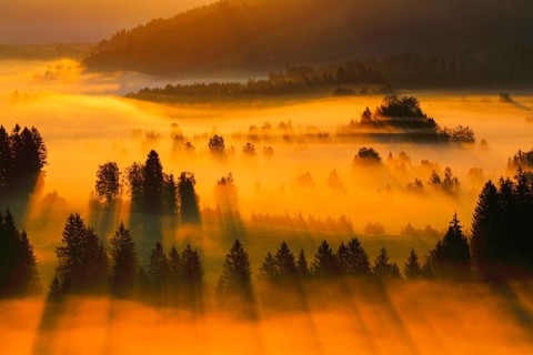 Fog and forest at the Rothenthurm high moor, Canton Schwyz, Switzerland, Europe