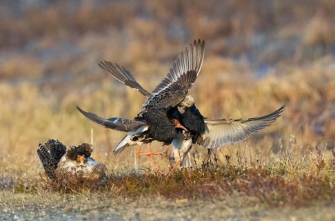 Ruff (Calidris pugnax) two males in breeding plumage at lek, fighting over female, another male