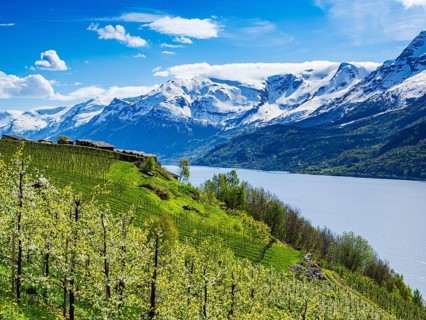 View of snow-covered mountains, fjord and apple trees in bloom, campsite of Lofthus at top of hill,