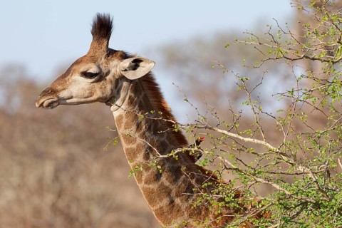South African giraffe (Giraffa camelopardalis giraffa) with red-billed oxpecker (Buphagus
