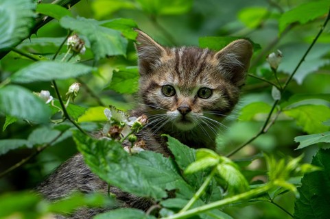 European wildcat, wild cat (Felis silvestris silvestris) 7 week old kitten hiding in underbrush,