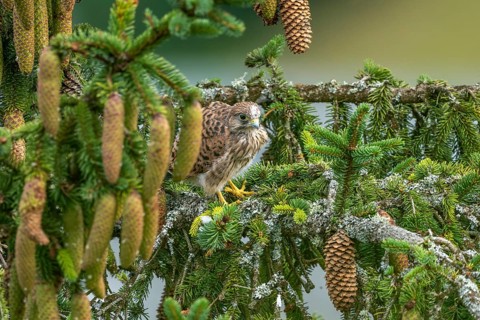 Common kestrel (Falco tinnunculus), young bird not yet able to fly sitting on a branch outside the
