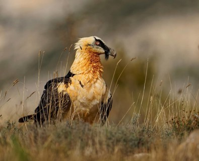 Old bearded vulture (Gypaetus barbatus), portrait, evening light, Catalonia, Pyrenees, Spain,