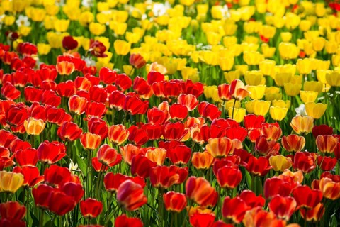 Flower meadow with colourful tulips, Mainau Island, Lake Constance, Baden-Württemberg, Germany,