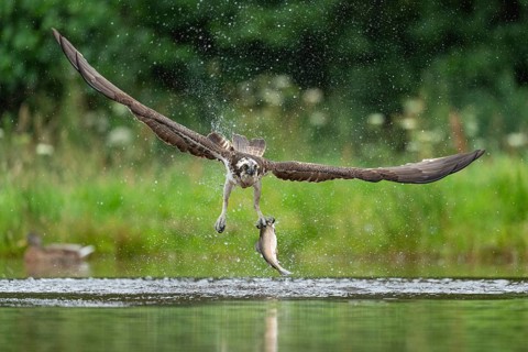 Western osprey (Pandion haliaetus) hunting with a trout, Aviemore, Scotland, Great Britain