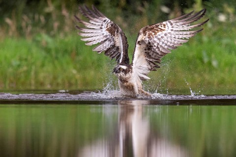 Western osprey (Pandion haliaetus) hunting, Aviemore, Scotland, Great Britain