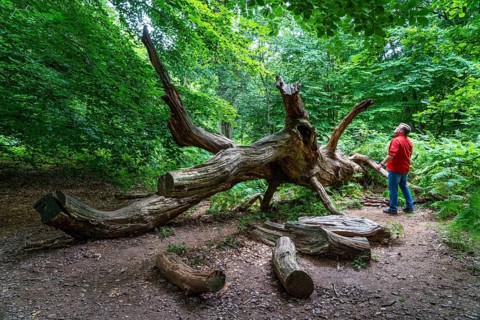 The Sababurg primeval forest, or primeval forest in the Reinhardswald, is a 95-hectare biotope