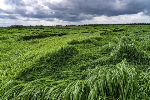 Field of downed blades of grass after heavy rain, near Geilenkirchen North Rhine-Westphalia,