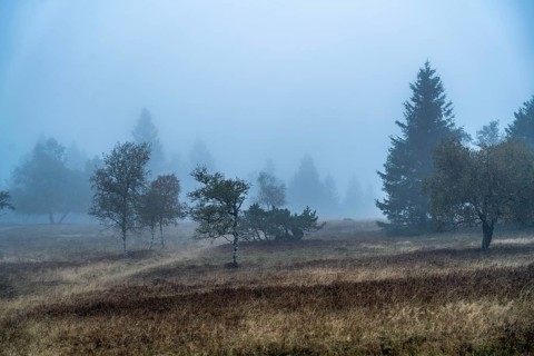 The high heath on the Kahler Asten, mountain in the Sauerland, in autumn fog, Winterberg, North