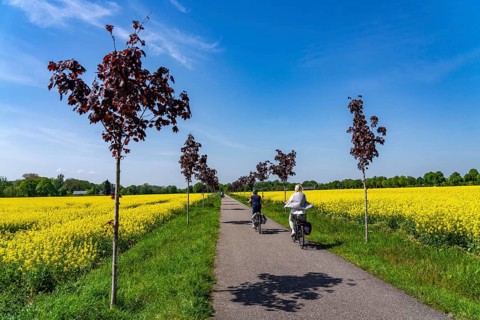 The avenue cycle path between Xanten and Marienbaum, Kalkar, on the Lower Rhine, former railway
