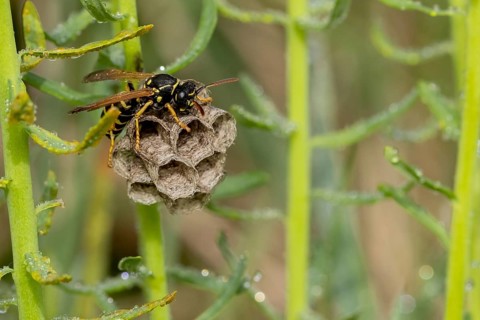 A wasp sits on its small nest surrounded by green plants with drops of water