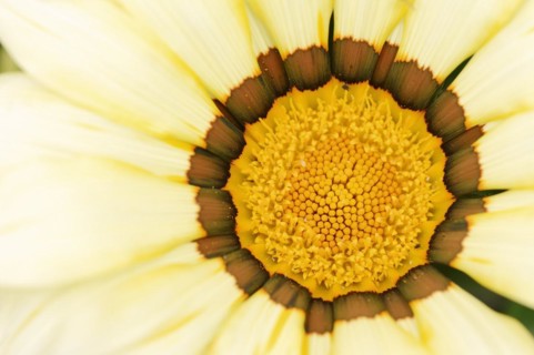 Gazania or Mittagsgold (Gazania hybride), flower detail, ornamental plant, North Rhine-Westphalia,