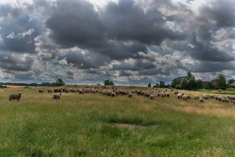 Black-headed domestic sheep (Ovis gmelini aries) on pasture, cloudy sky, Mecklenburg-Western