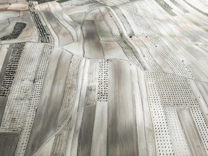 Farmland and cultivated olive trees (Olea europaea) . Aerial view. Drone shot. Granada province,