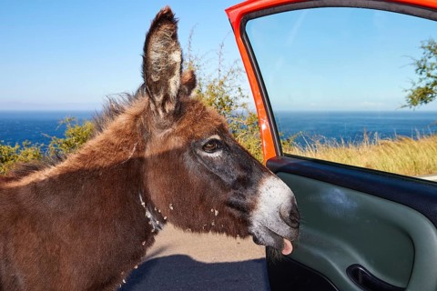 Close-up of a donkey curiously sticking its head out of a car door, farm animals, Mani Peninsula,