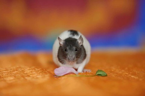 Coloured rat (Rattus novegicus forma domestica), young animal