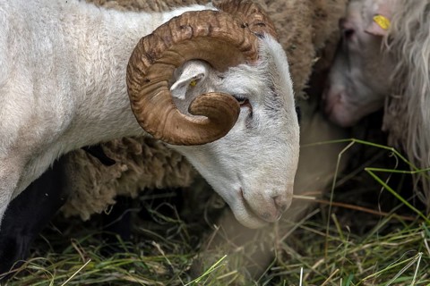 Male, shorn Moorschnucke with horn (Ovis aries), Rehna, Mecklenburg-Vorpommern, Germany, Europe