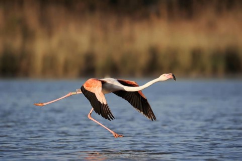 Greater flamingo (Phoenicopterus roseus) taking off, Camargue, Provence, southern France