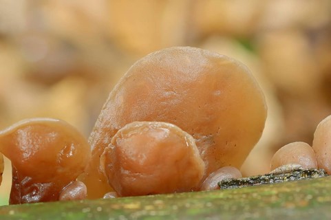 Judas ear or elder mushroom (Hirneola auricula-judae, Auricularia auricula-judae), North