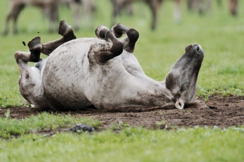 Dülmen wild horse, mare rolling around, Merfelder Bruch, Dülmen, North Rhine-Westphalia, Germany,