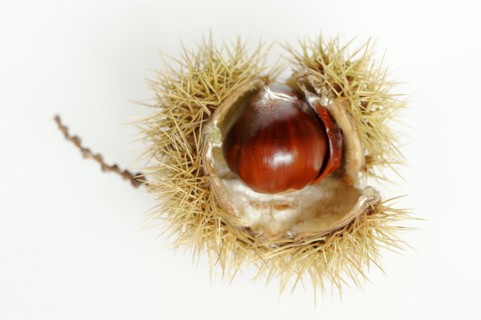 Sweet chestnut or sweet chestnut (Castanea sativa), fruit, chestnut on a white background