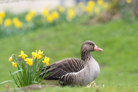 A grey goose (Anser anser) lies comfortably between green grass and yellow daffodils, Hesse,