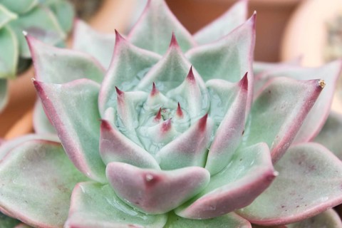 Beautiful succulent plant in greenhouse. Closeup, floral patterns, selective focus