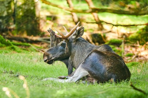 European elk (Alces alces) lying on a meadow, National Park Bavarian Forest, Bavaria, Germany,