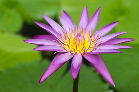 Purple water lily against green background