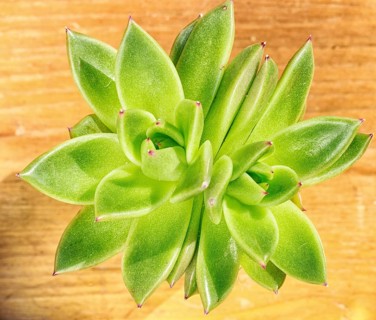 Beautiful little plant, succulent in a small flower pot. on the wooden background