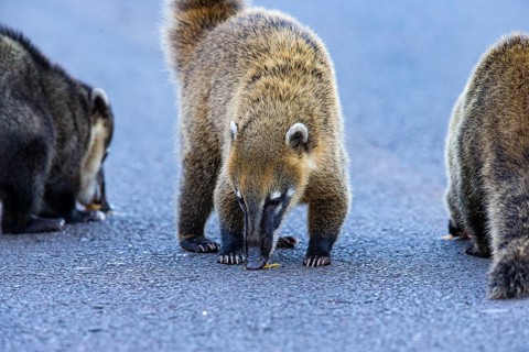 South American coati (nasua nasua) Pantanal Brazil