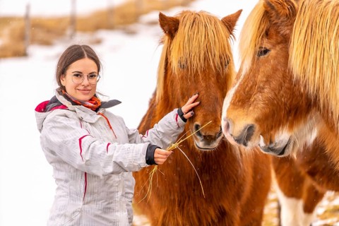Woman petting and feeding brown horses in Iceland winter