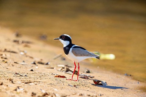 Cayenne plover (Vanellus cayanus) Pantanal Brazil
