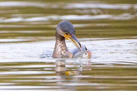 Cormorant (Phalacrocorax carbo) catching fish Germany