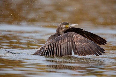 Cormorant (Phalacrocorax carbo) Germany