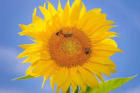 The sun shines down from the sky on a sunflower where some bees are collecting the nectar of the