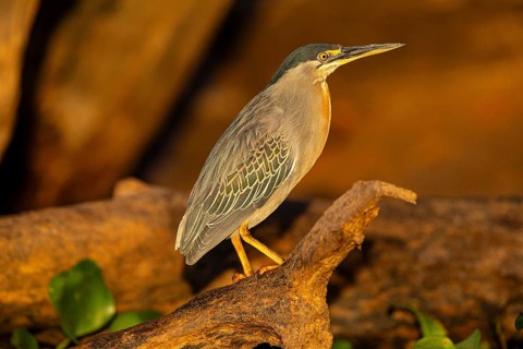 Mongrove Heron (Butorides striatus) Pantanal Brazil