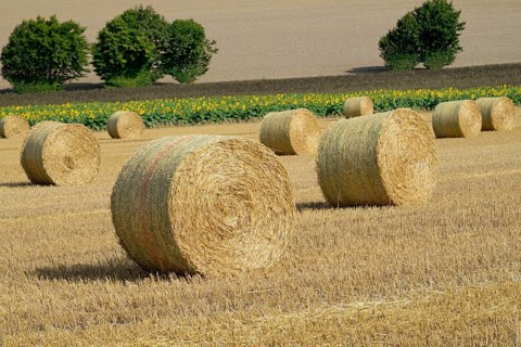 View over a stubble field with straw bales and a sunflower field, sunflower (Helianthus annuus) in