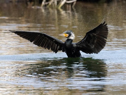 Great cormorant (Phalacrocorax carbo), adult bird in breeding plumage, on a lake, shaking its water