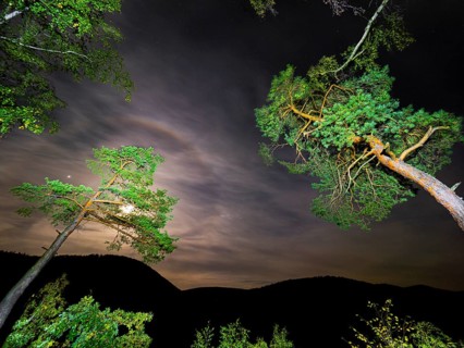 Scots Pine (Pinus sylvestris), trees illuminated at night with a torch, set against a night sky
