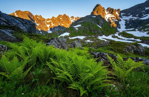 Rocky mountain peaks, landscape with ferns at Trollfjord Hytta, mountain landscape with alpenglow