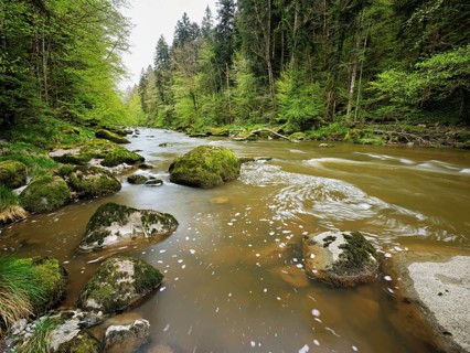 Moss-covered stones on the river Sihl, Sihlsprung, Menzingen, Canton Zug, Switzerland, Europe